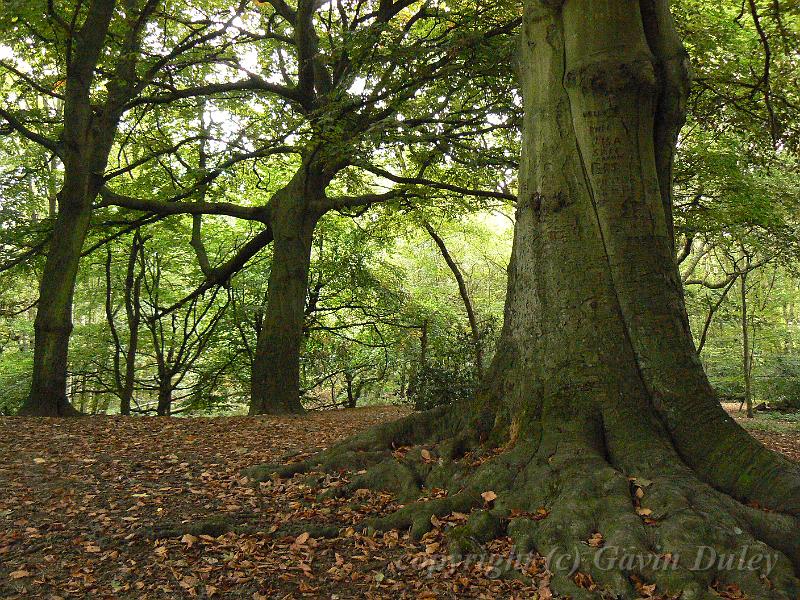 Hampstead Heath P1140612.JPG